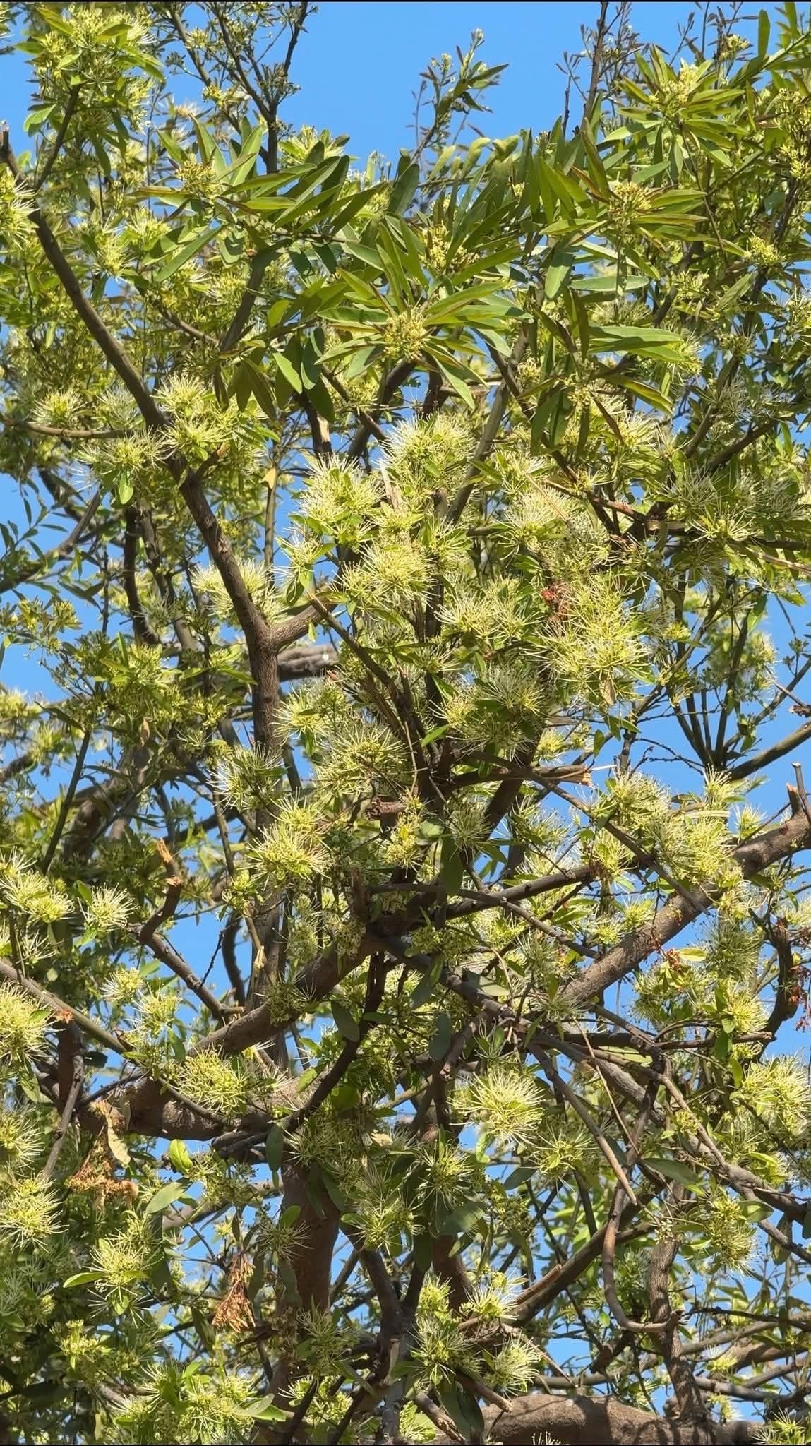 Amara သမုန်းဖူးခြောက် 100g