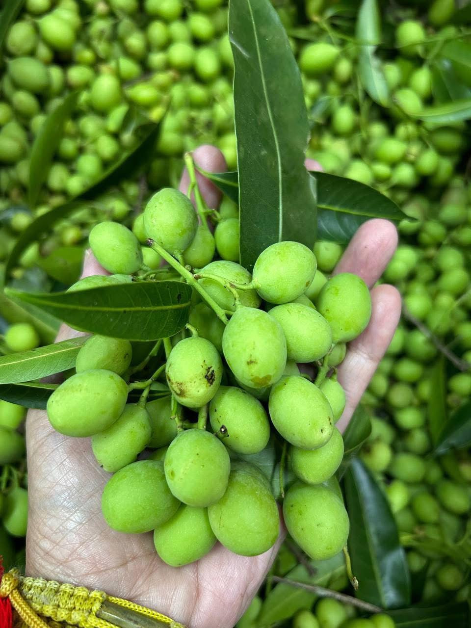 HH မရမ်းသီးထောင်းရှူးရှဲ 230g