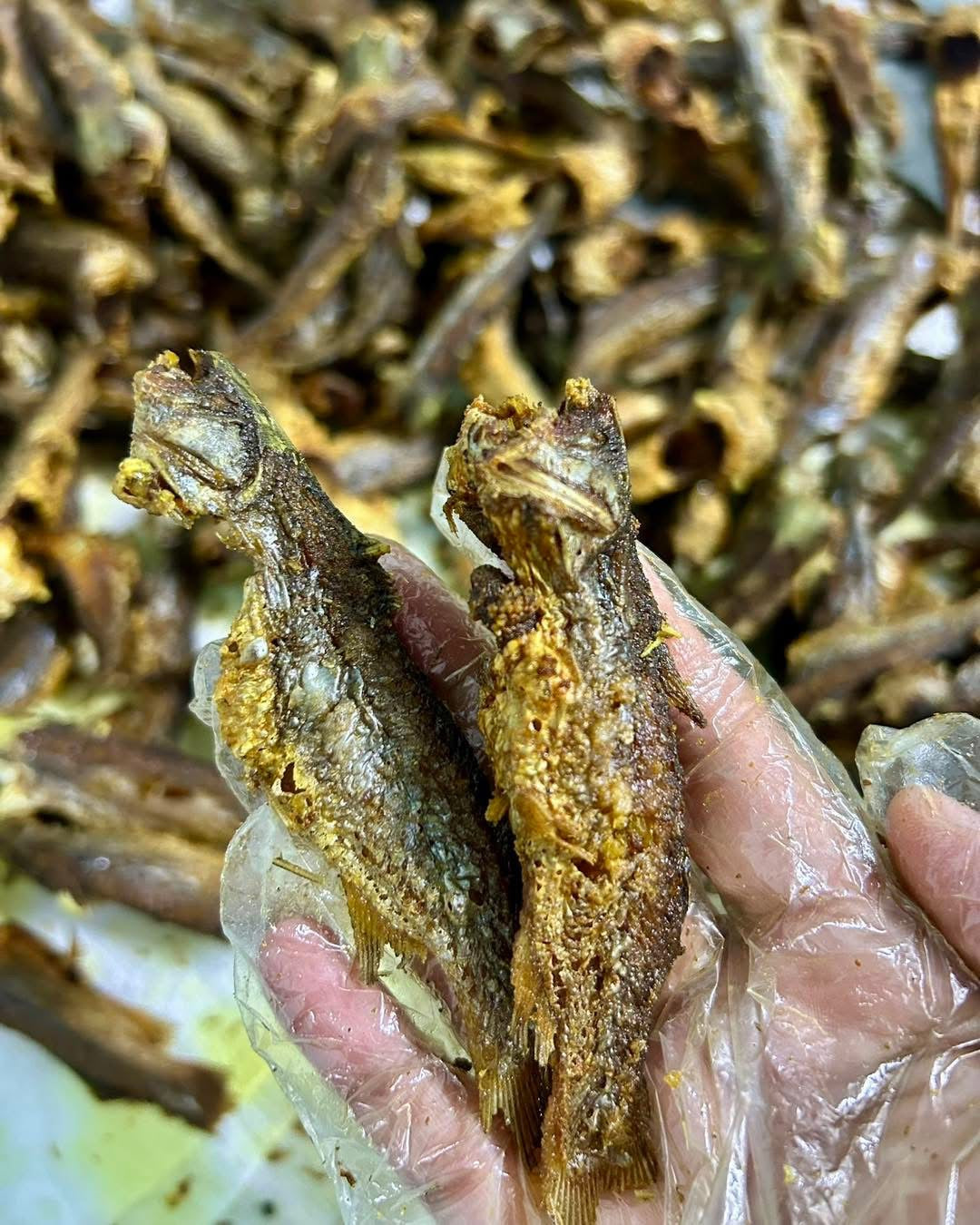 HH ငါးစင်ရိုင်းကြော်