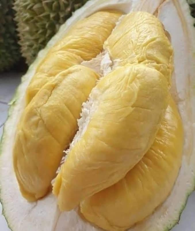 PLP ပင်လယ်ပြာ ဒူးရင်းယို 400g