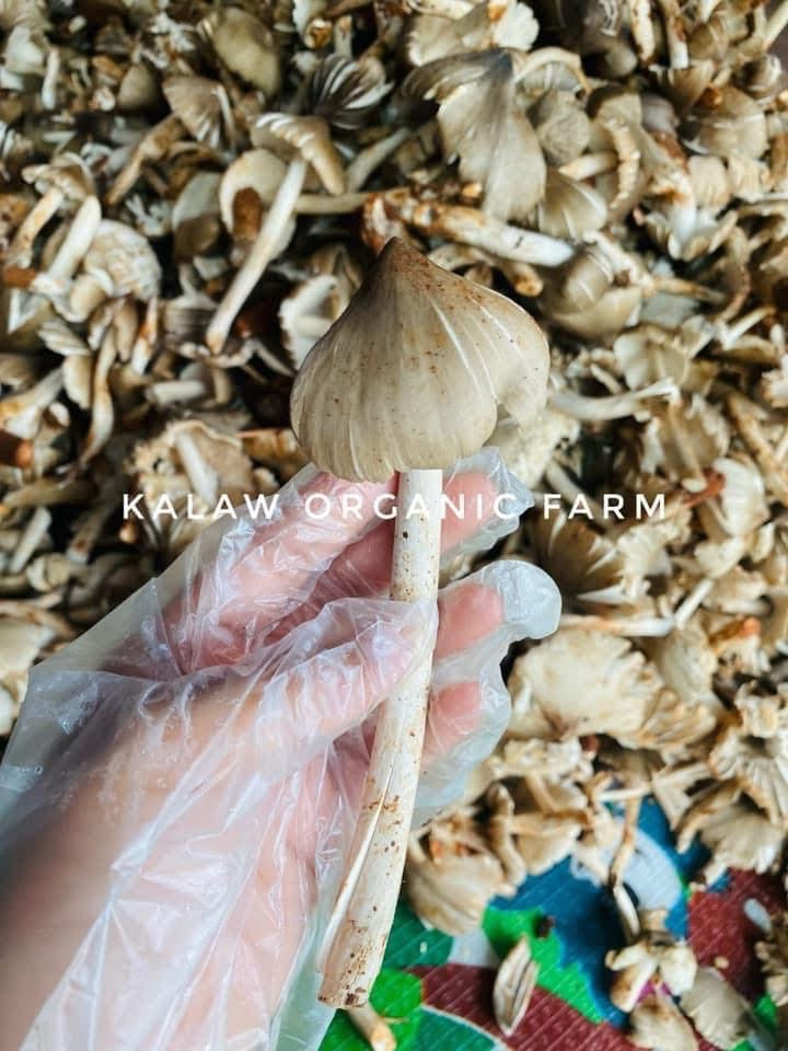 KOF ငှက်စွပ်မှိုကြော် 400g