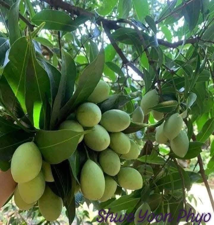 ZLK ဇလုံကြီး မရမ်းသီးစိမ်းငပိချက်