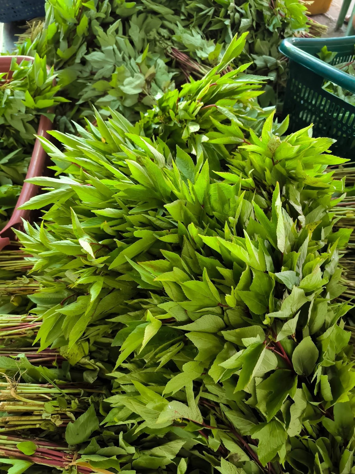 SB ဘိုဂီ ရှယ်ပဲ ငရုတ်ချဉ်ပေါင်ချက်