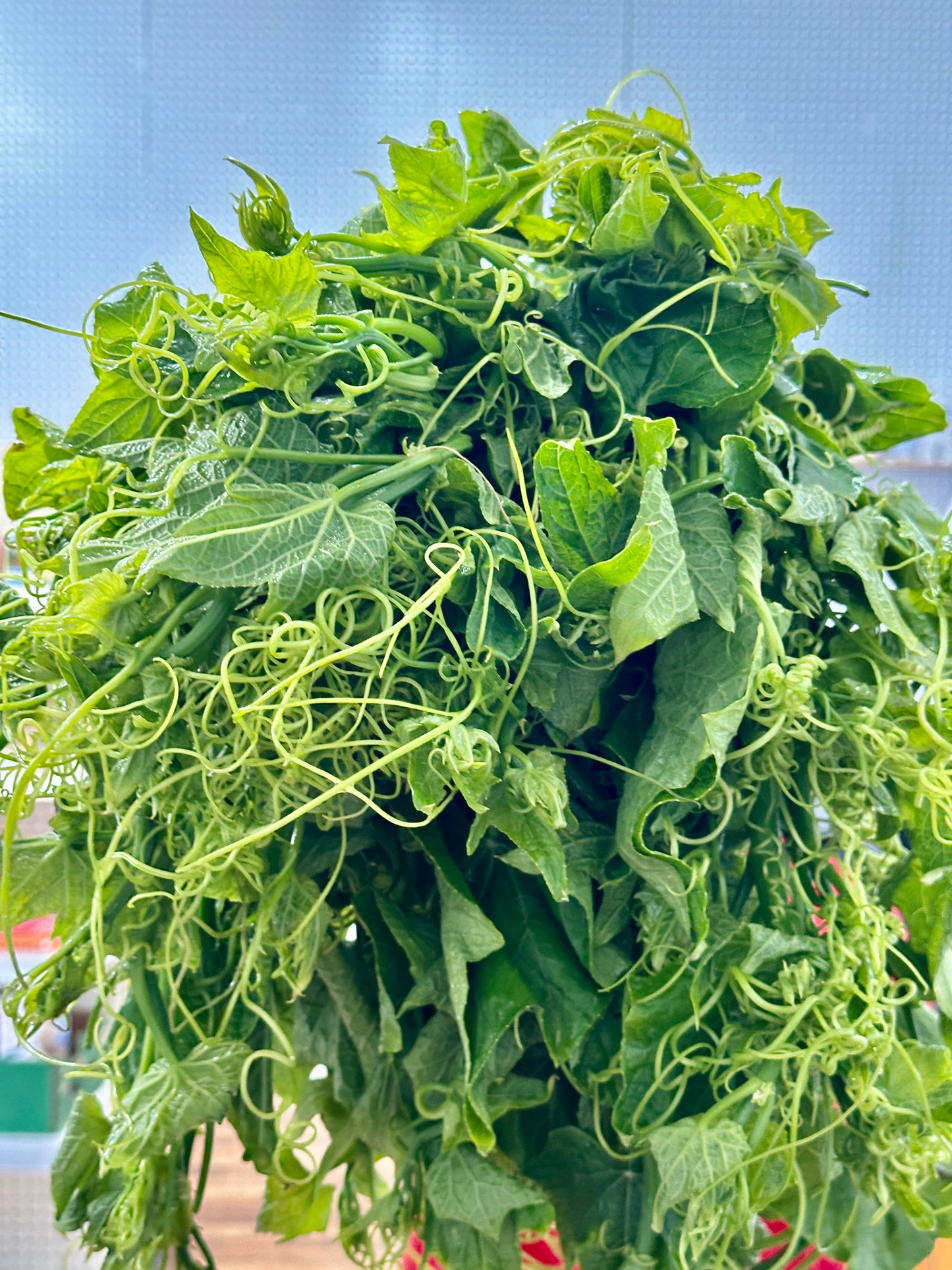 ဂေါ်ရခါးညွန့် (In Store Only)