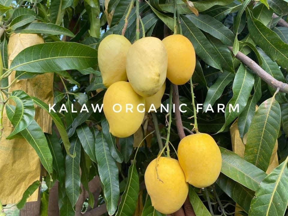 KOF စိန်တလုံး သရက်ပြင် 400g
