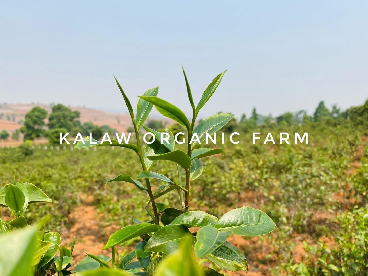 KOF Organic Green Tea grade A