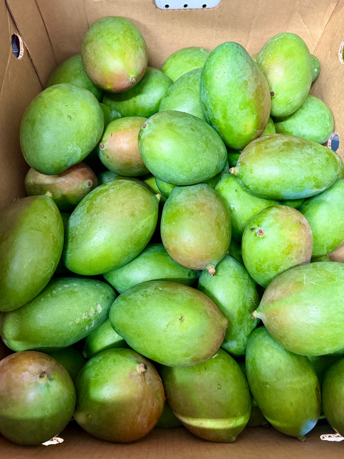 Fresh Mango သရက်သီးစိမ်း