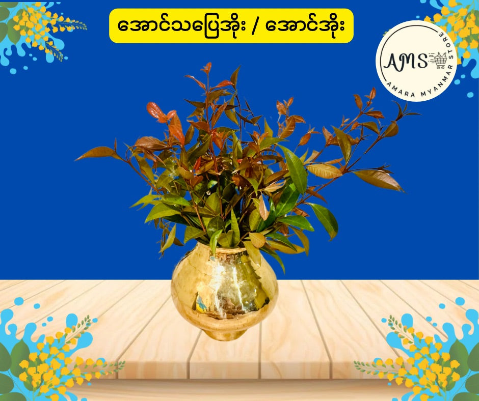 BD အောင်သပြေအိုး/အောင်အိုး