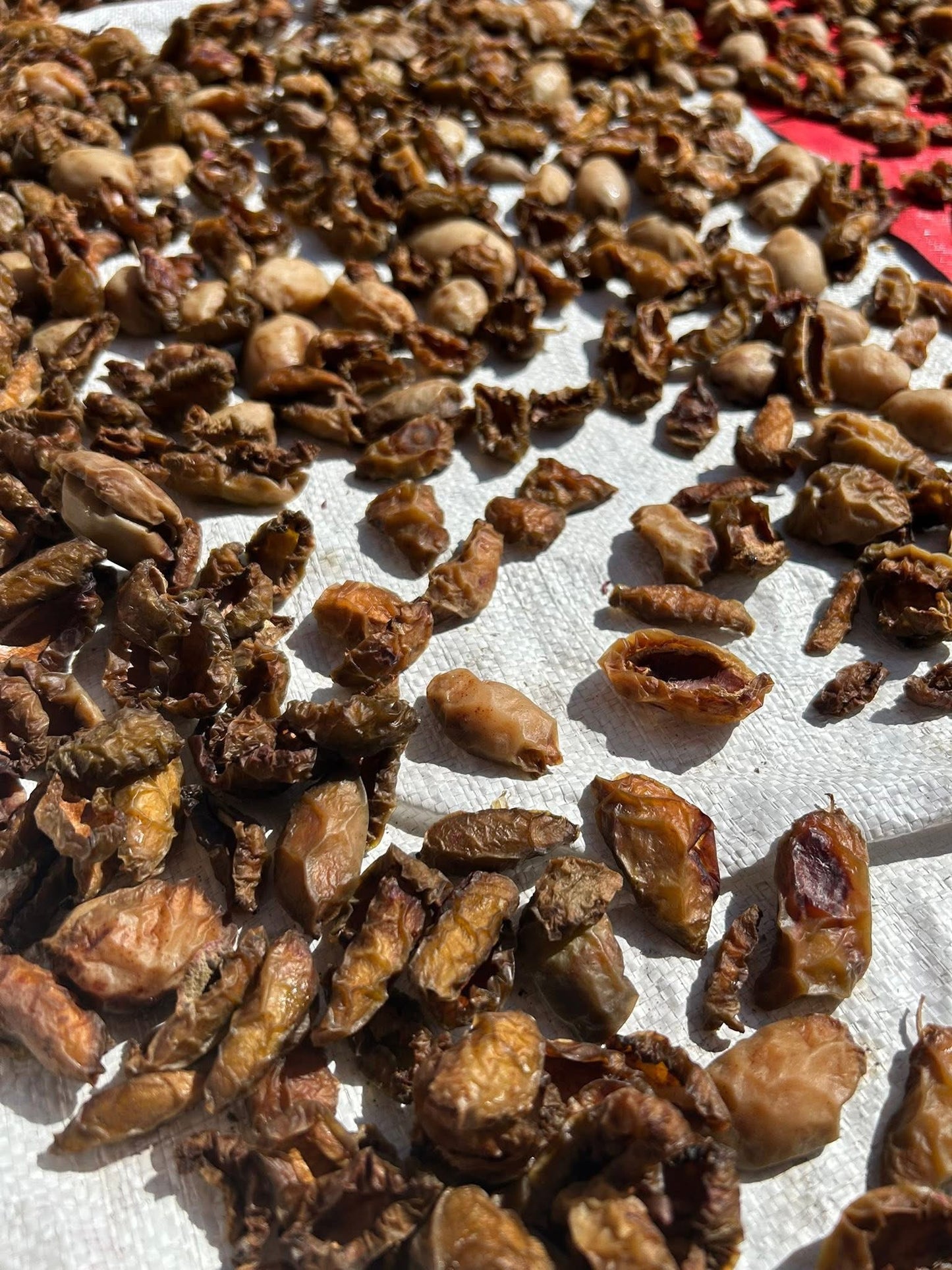 HH မရမ်းပြားခြောက် 100g