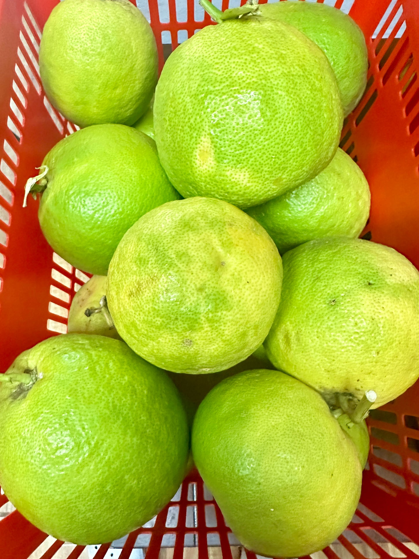 LA ရှောက်သီး (Citrus)