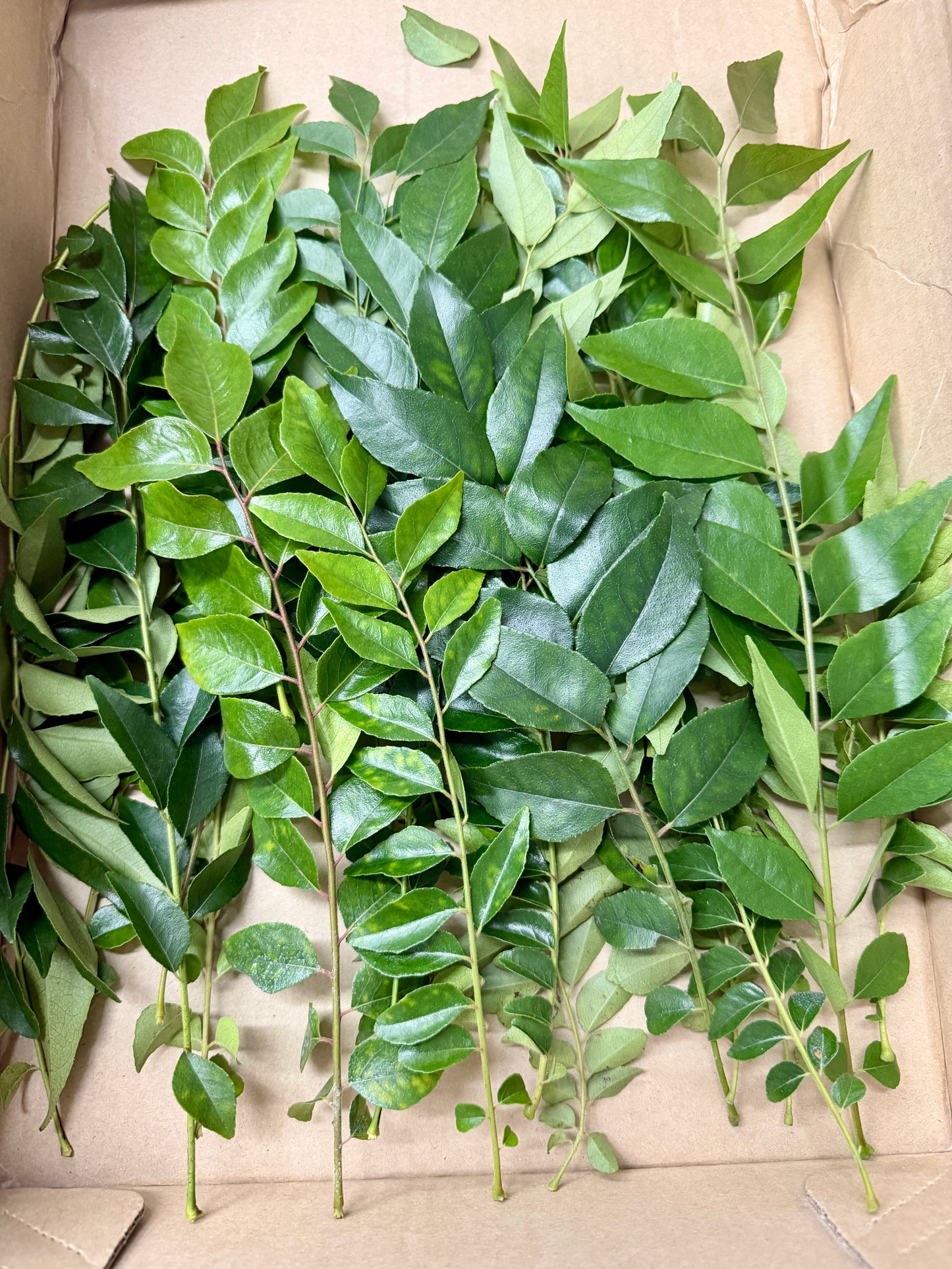 Curry Leaves ပျဉ်းတော်သိမ်ရွက် 50g
