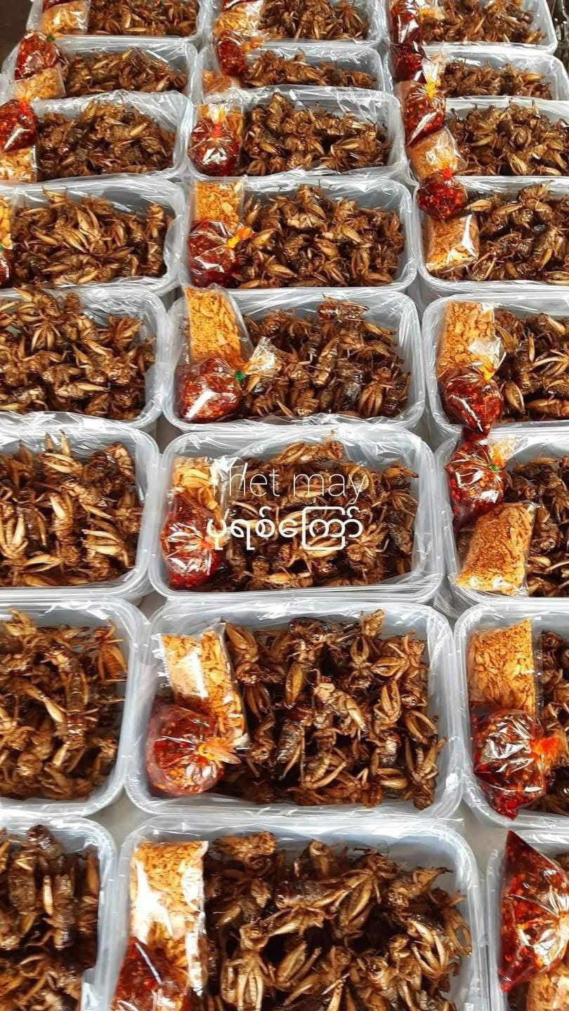 TM သက်မေ ပုရစ်ကြော် မိုးပုရစ် 100Pcs