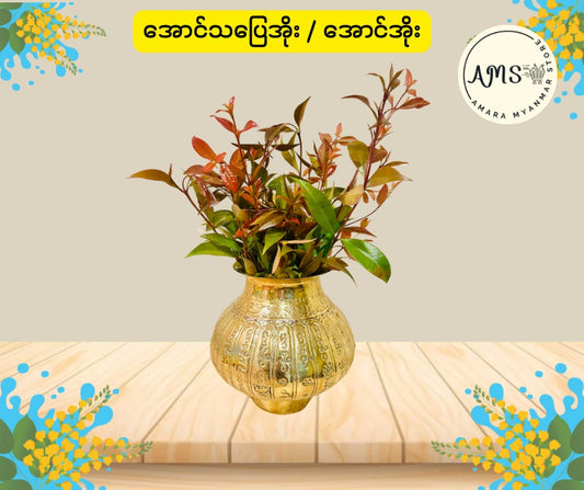 BD အောင်သပြေအိုး / ပဌာန်းအောင်အိုး