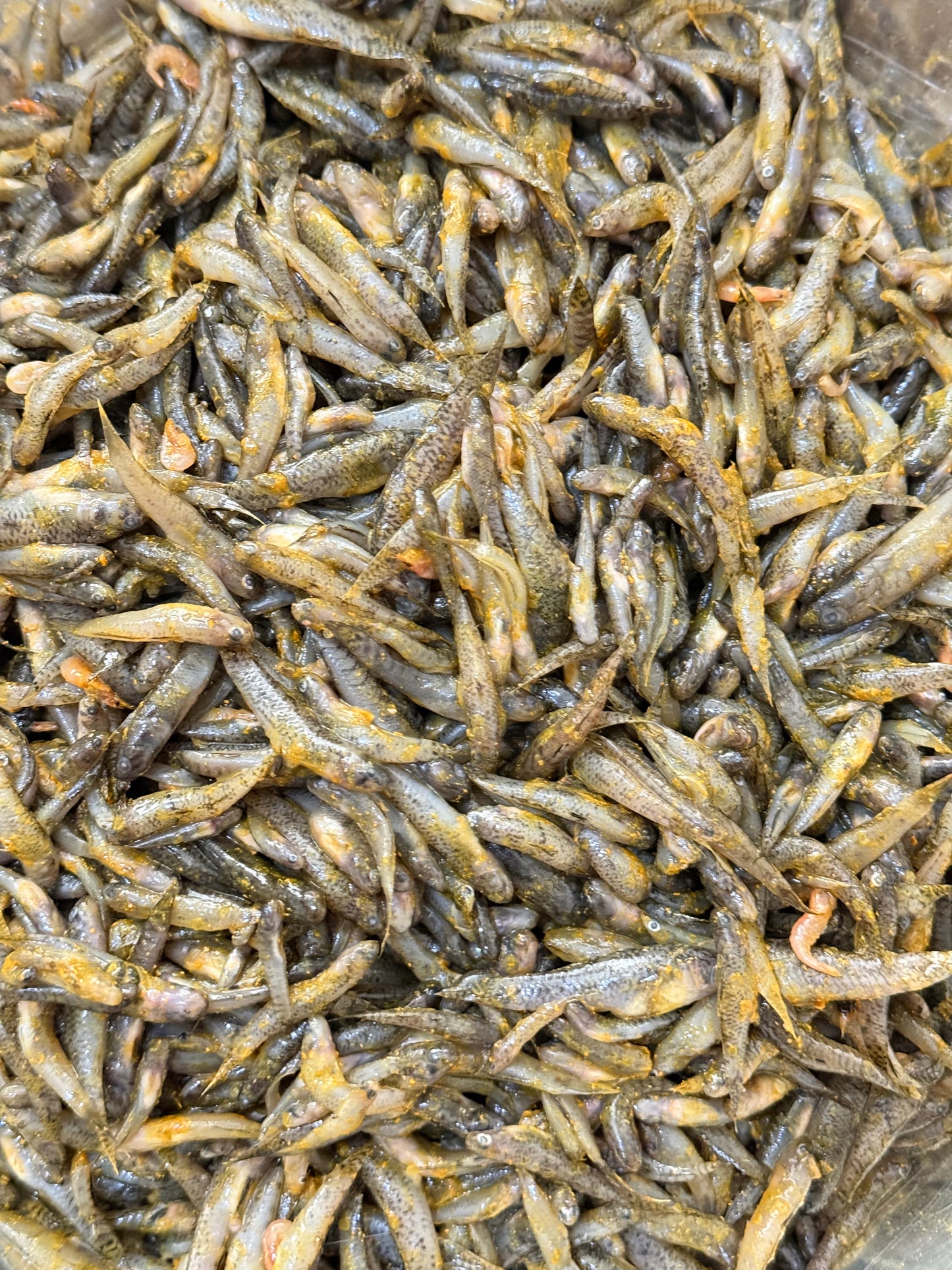 Gudgeon Fish ကပ်သပိုးငါး