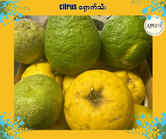 LA ရှောက်သီး (Citrus)