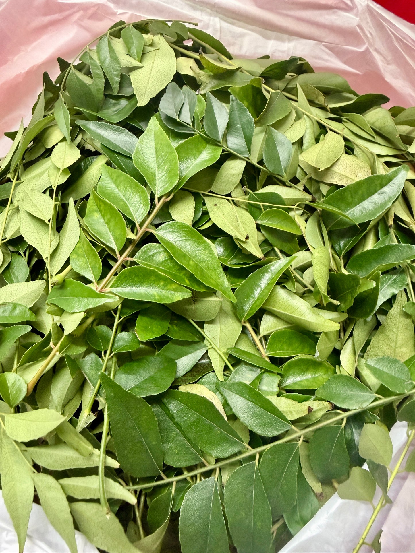 Curry Leaves ပျဉ်းတော်သိမ်ရွက် 50g