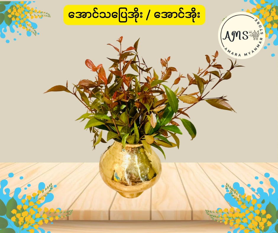 BD အောင်သပြေအိုး/အောင်အိုး