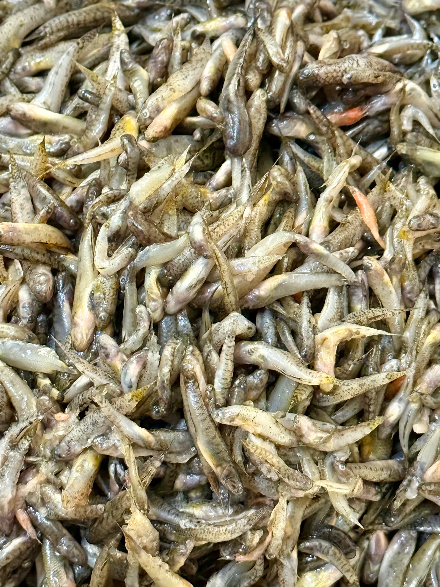 Gudgeon Fish ကပ်သပိုးငါး