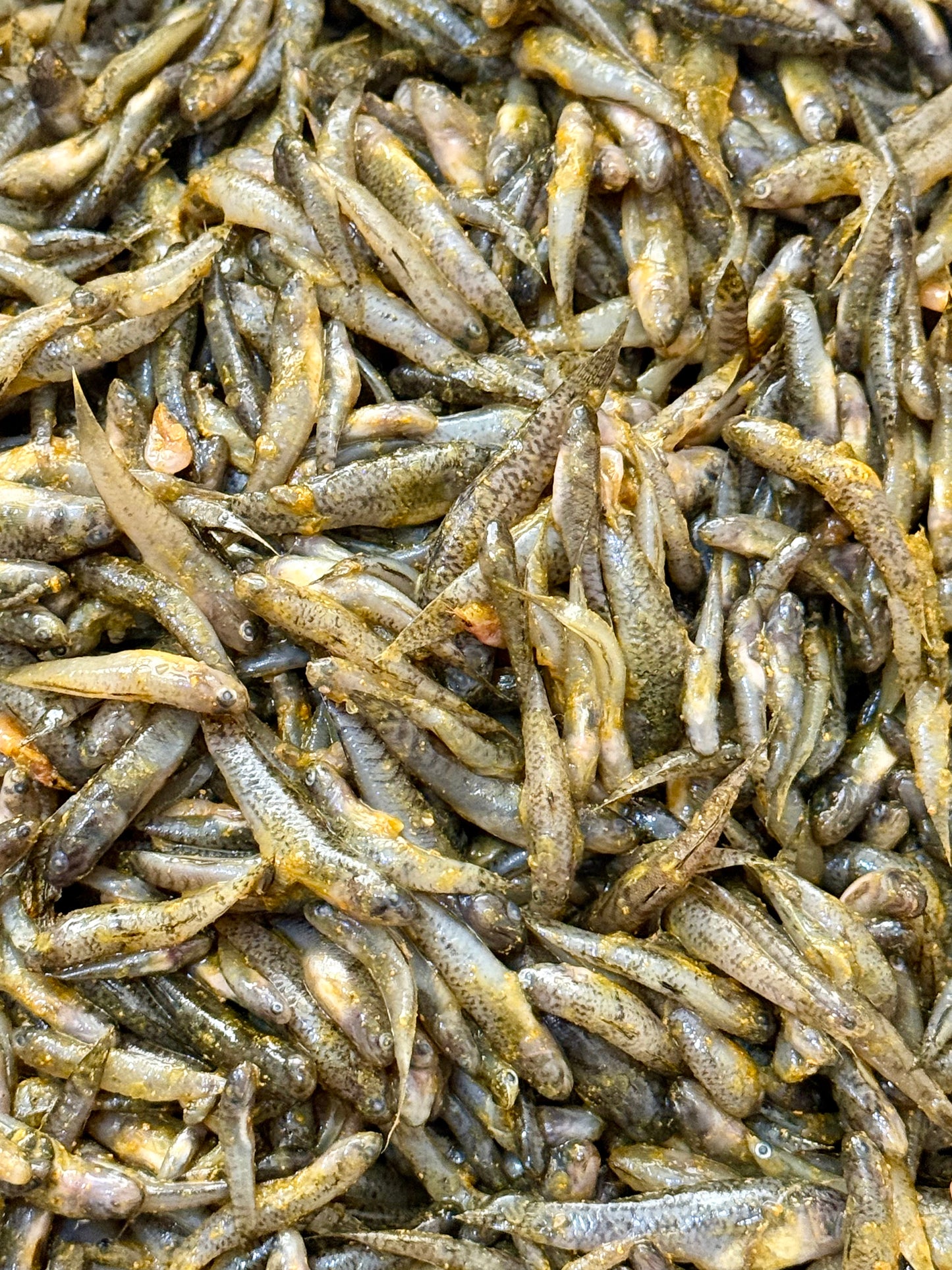 Gudgeon Fish ကပ်သပိုးငါး