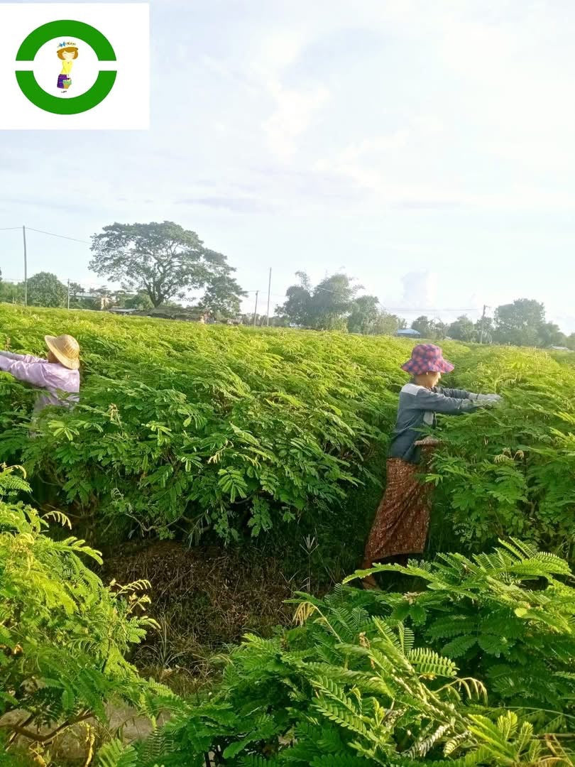 PMT ကင်းပွန်းချဉ်ရွက်မွှေ 200g