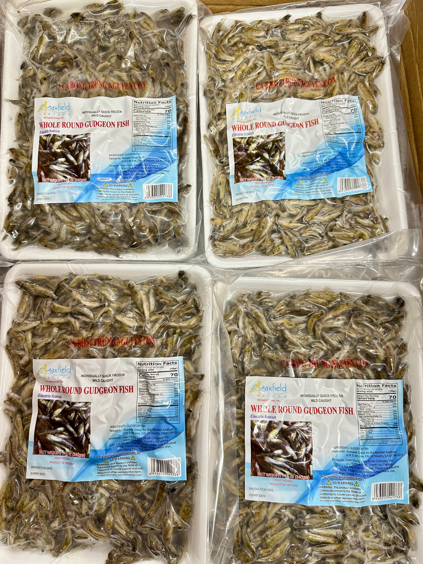 Gudgeon Fish ကပ်သပိုးငါး