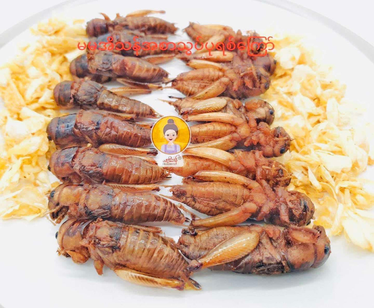 MMET မမအိသန် ပုရစ်ကြော် အကောင် ၁၀၀ (ဥအပြည့်)