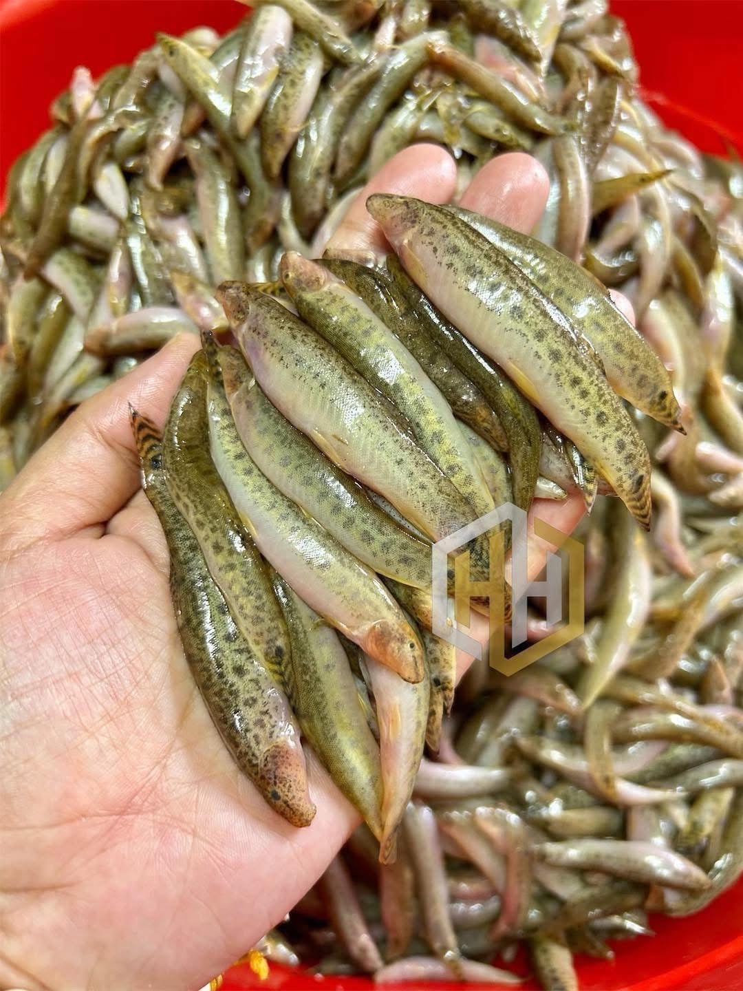 HH ငါးသလဲထိုးကြော် 160g