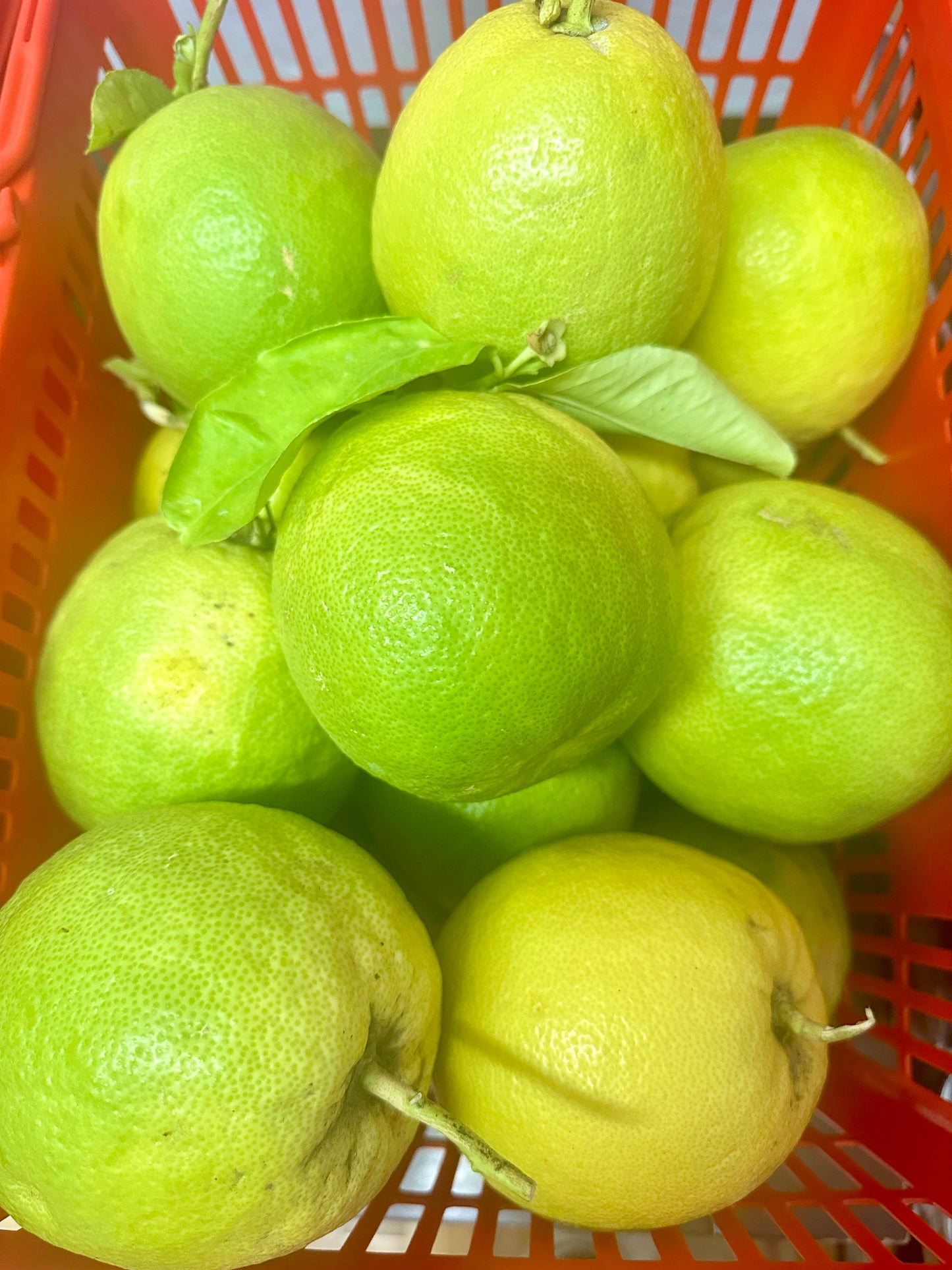 LA ရှောက်သီး (Citrus)