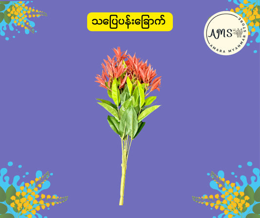 BD သပြေပန်းခြောက်