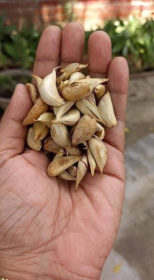 OK အိုကေ မြေပဲဆားလှော် 320g