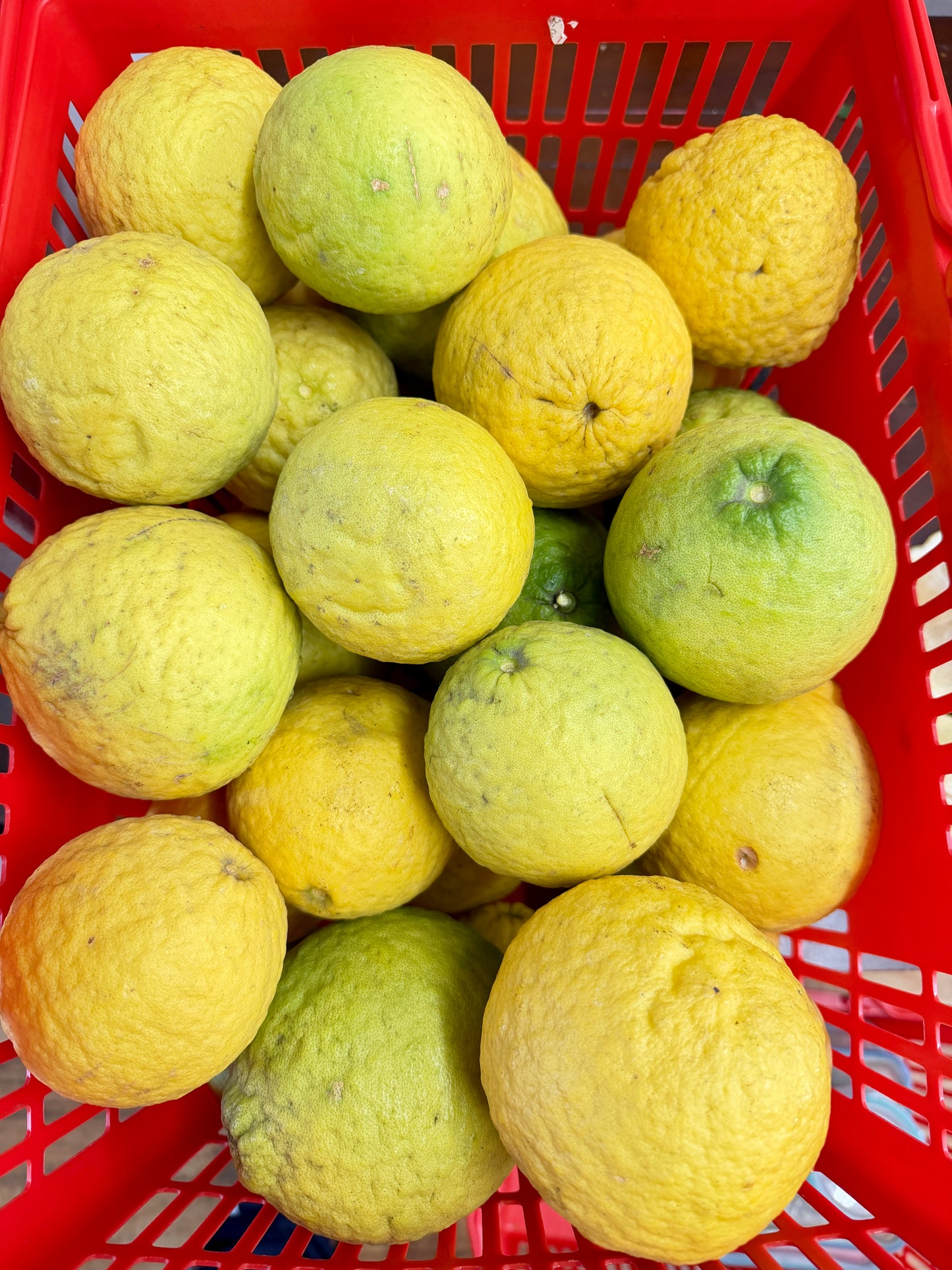 မြန်မာ ရှောက်သီး (Citrus)