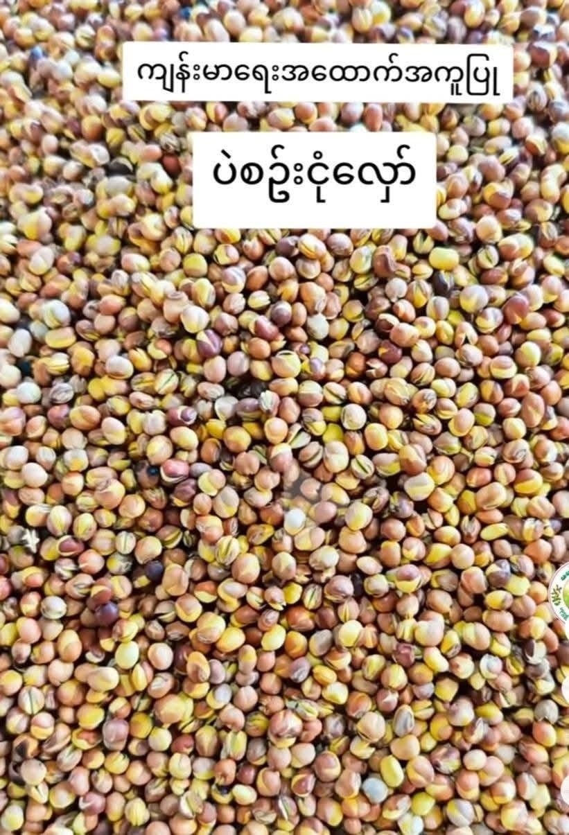 MMM မမမြ ပဲစဉ်းငုံလှော်