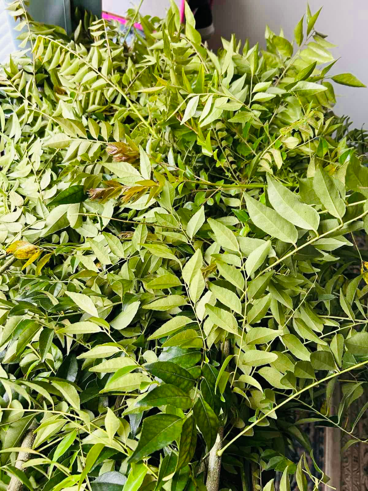 Curry Leaves ပျဉ်းတော်သိမ်ရွက် 50g