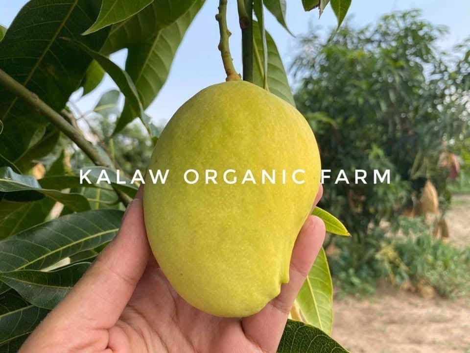 KOF စိန်တလုံး သရက်ပြင် 400g
