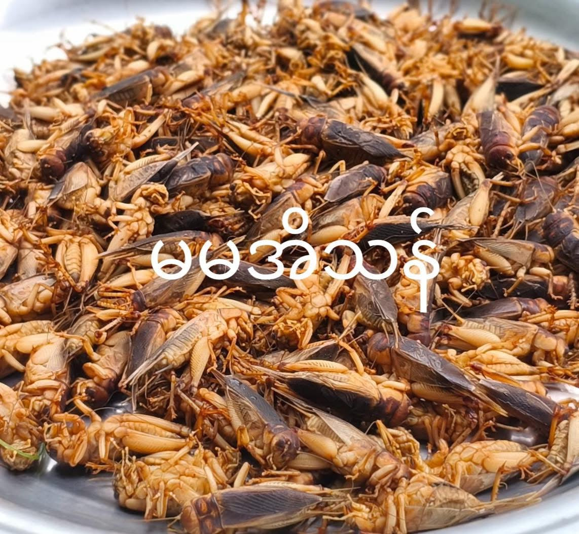 MMET မမအိသန် ပုရစ်ကြော် အကောင် ၁၀၀