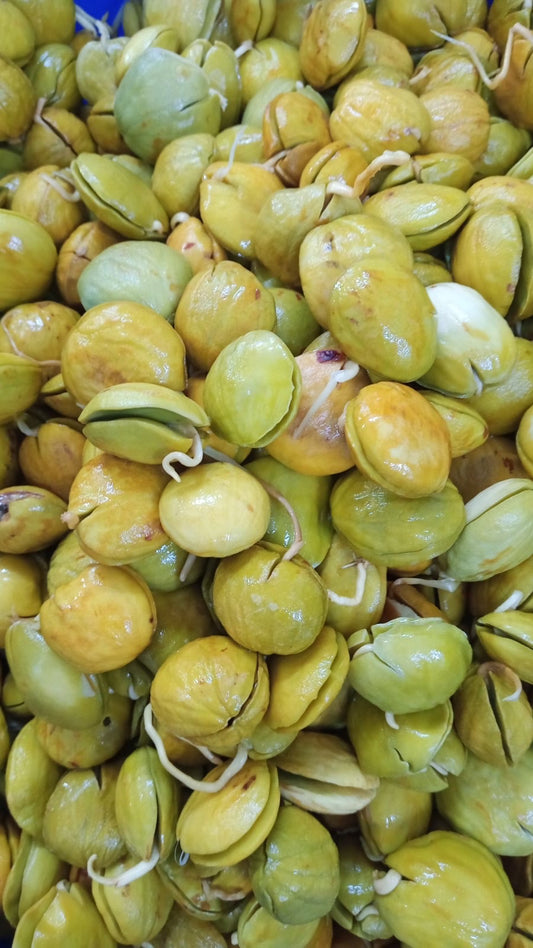 HH ဒညင်းသီးဆားရည်စိမ် (25 Pcs)360g