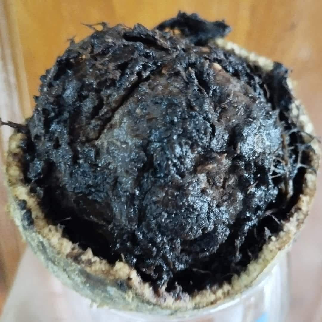 ATZ အေးသဇင် သီးသီးယို